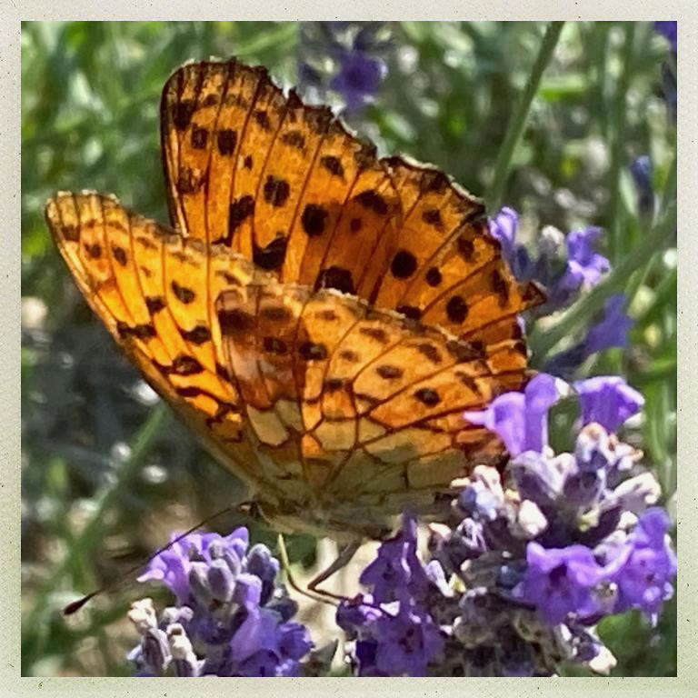 piemont schmetterling